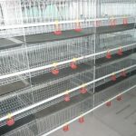 Broiler Cages