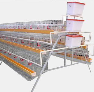 Chicken Cages & Automatic