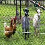 Cost effective Metal Wire Animal Enclosure Power Coated Galvanized Pasture Chain Link Fencing for Sheep Farm Cost effective Metal Wire Animal Enclosure Power Coated Galvanized Pasture Chain Link Fencing for Sheep Farm