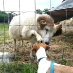 Factory Direct Galvanized Wire Mesh Fence for Cattle Sheep Farm Field Enclosure Field Mesh Fence Factory Direct Galvanized Wire Mesh Fence for Cattle Sheep Farm Field Enclosure Field Mesh Fence