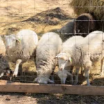 Fixed Knot Woven Wire Field Fence Roll Goat Hog Fencing Wire Mesh Galvanized Sheep Cattle Game Wire Farm Fence