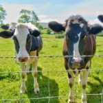 Galvanized Grassland Wire Mesh Fence Cattle Sheep Field Deer Farm Fence Galvanized Grassland Wire Mesh Fence Cattle Sheep Field Deer Farm Fence