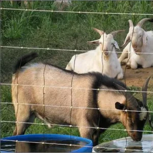 Galvanized Steel Wire Mesh Rolls for Ranch Livestock Fencing Security Fixed Knot Design with 3D Modeling Service