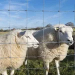 Galvanized Wire Breeding Enclosure Upgrade Option Resistant to Corrosion and Impact Suitable for Multiple Scenarios Galvanized Wire Breeding Enclosure Upgrade Option Resistant to Corrosion and Impact Suitable for Multiple Scenarios