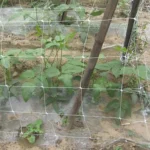 Garden Netting Mesh Fruit Vegetables Net Protection Crops Garden Plant Covers Net Mesh Grow Fence Climbing Net