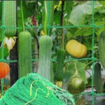 Green Agriculture Trellis Netting for Climbing Plants Knotted Trellis Netting Green Agriculture Trellis Netting for Climbing Plants Knotted Trellis Netting