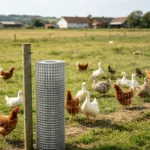 Guohui Brand Farm Breeding Galvanized Welded Wire Mesh Square Hole Net Roll Cutting for Chicken Rabbit Cage Livestock Fence Guohui Brand Farm Breeding Galvanized Welded Wire Mesh Square Hole Net Roll Cutting for Chicken Rabbit Cage Livestock Fence