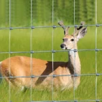 Lowest Price Galvanized Wire Mesh Tightlock Fence Netting Malla Ursus for Deer Farm Fence for Kenya Lowest Price Galvanized Wire Mesh Tightlock Fence Netting Malla Ursus for Deer Farm Fence for Kenya