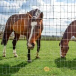 Popular High Quality Field Farm Wire Mesh Fence for Deer and Sheep