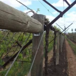 Trellis & Gates Steel Galvanized Grape Trellis Post Stakes Vineyard Metal Fencing Trellis & Gates Steel Galvanized Grape Trellis Post Stakes Vineyard Metal Fencing